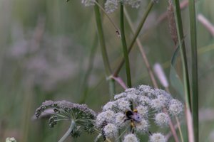 DSCF9197.JPG