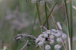 DSCF9198.JPG