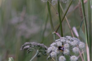 DSCF9200.JPG