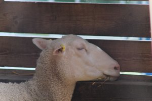 DSCF9203.JPG