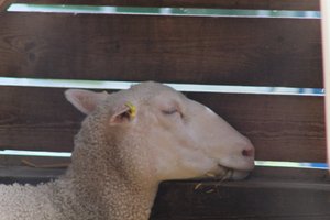 DSCF9204.JPG