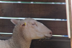 DSCF9207.JPG