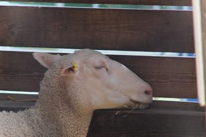 DSCF9210.JPG