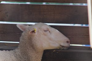 DSCF9212.JPG