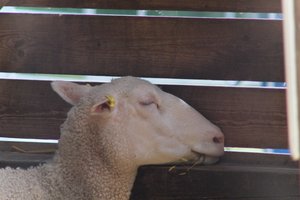 DSCF9214.JPG
