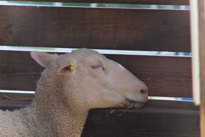 DSCF9215.JPG