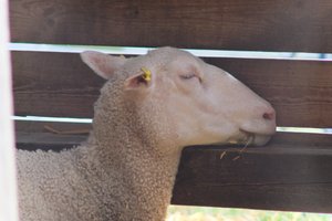 DSCF9217.JPG