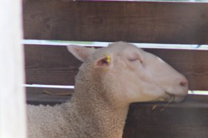 DSCF9225.JPG