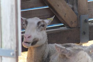 DSCF9227.JPG