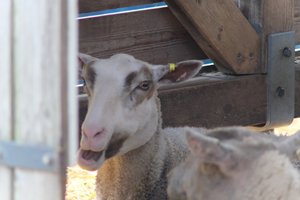 DSCF9232.JPG