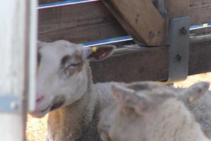 DSCF9236.JPG
