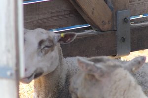 DSCF9237.JPG