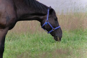DSCF9295.JPG