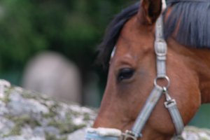 DSCF9328.JPG