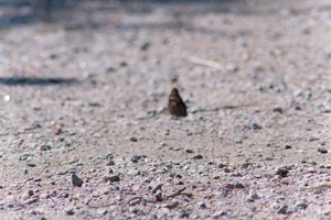 DSCF9371.JPG