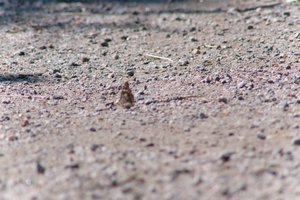 DSCF9373.JPG