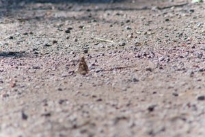 DSCF9374.JPG