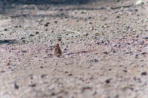 DSCF9375.JPG