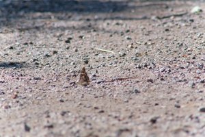 DSCF9376.JPG