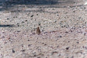 DSCF9378.JPG