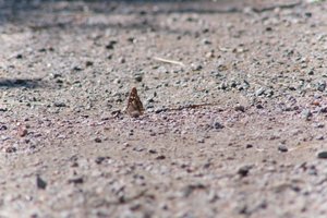 DSCF9380.JPG