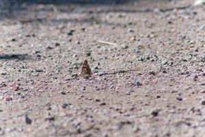 DSCF9381.JPG