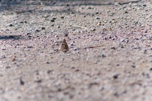 DSCF9385.JPG