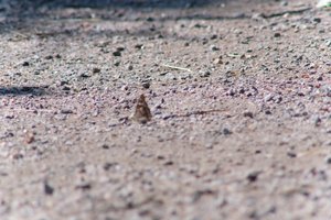 DSCF9387.JPG