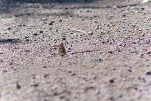DSCF9388.JPG