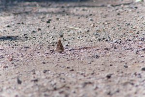 DSCF9390.JPG