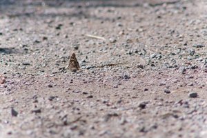 DSCF9394.JPG