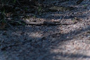 DSCF9398.JPG