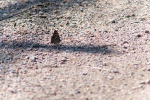 DSCF9418.JPG
