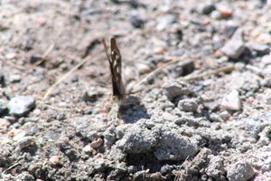 DSCF9467.JPG