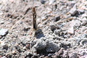 DSCF9468.JPG
