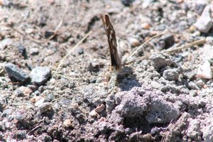 DSCF9471.JPG