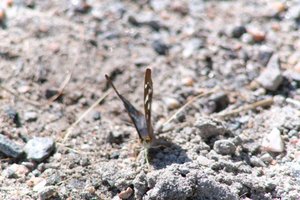 DSCF9477.JPG