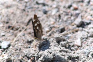 DSCF9482.JPG