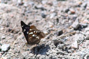 DSCF9484.JPG