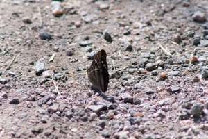 DSCF9506.JPG