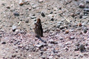 DSCF9507.JPG