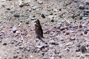 DSCF9508.JPG