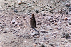 DSCF9509.JPG