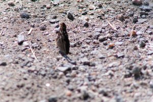 DSCF9510.JPG