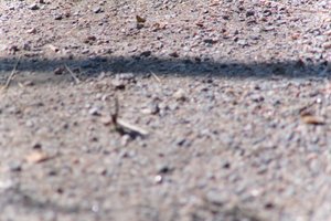 DSCF9518.JPG