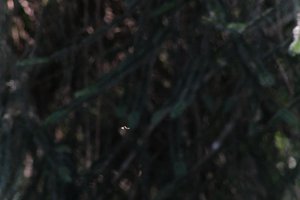 DSCF9545.JPG
