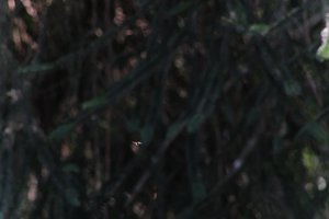 DSCF9546.JPG