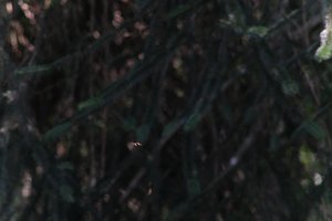 DSCF9550.JPG
