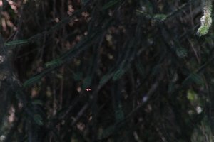 DSCF9556.JPG
