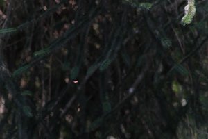 DSCF9558.JPG